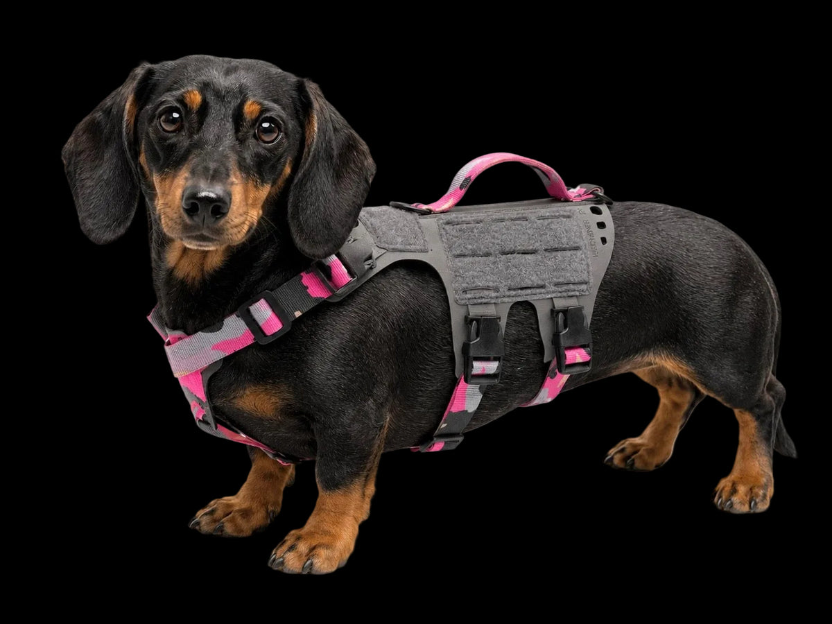K9R - D5 Dachsund Specific MOLLE Light Harness
