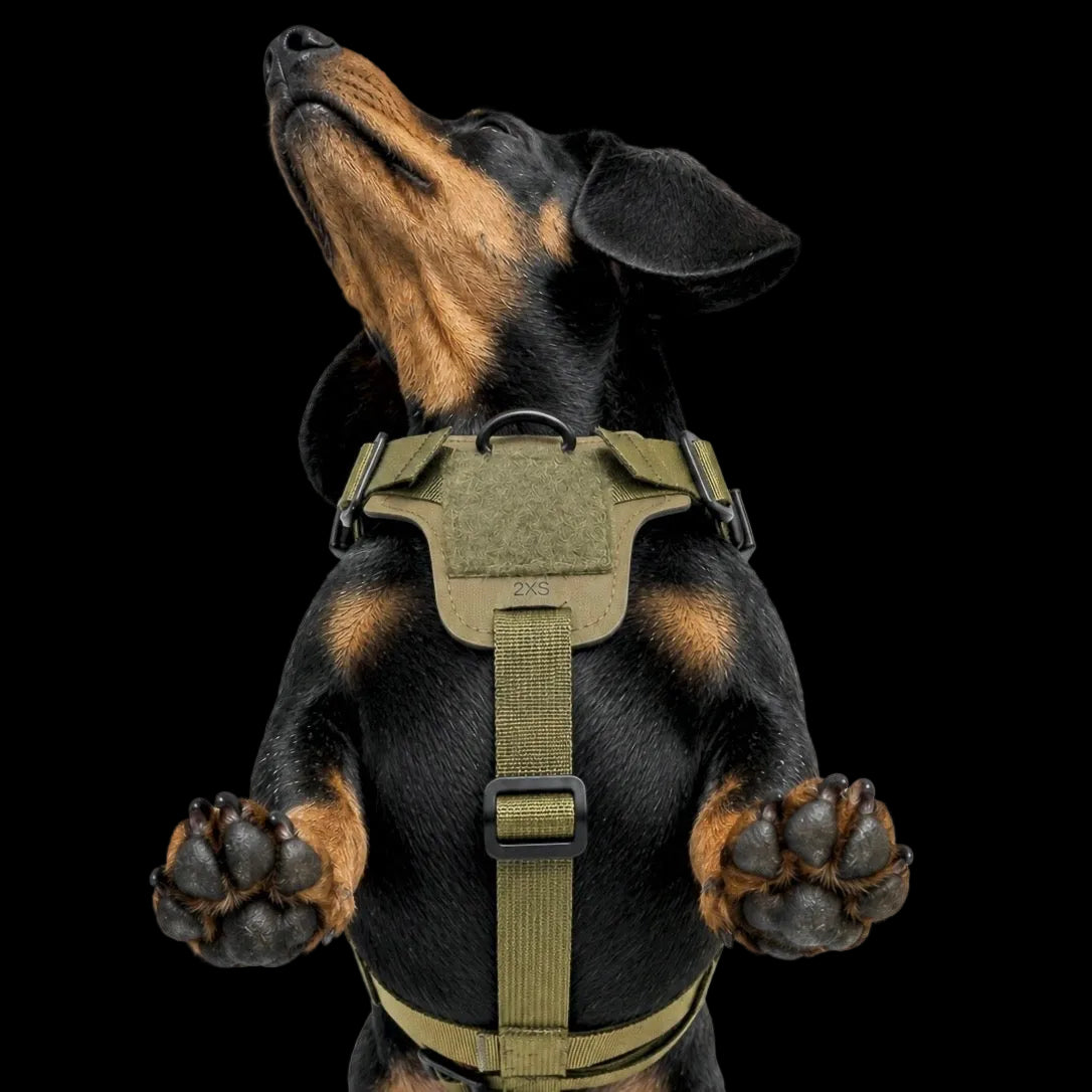 K9R - D5 Dachsund Specific MOLLE Light Harness