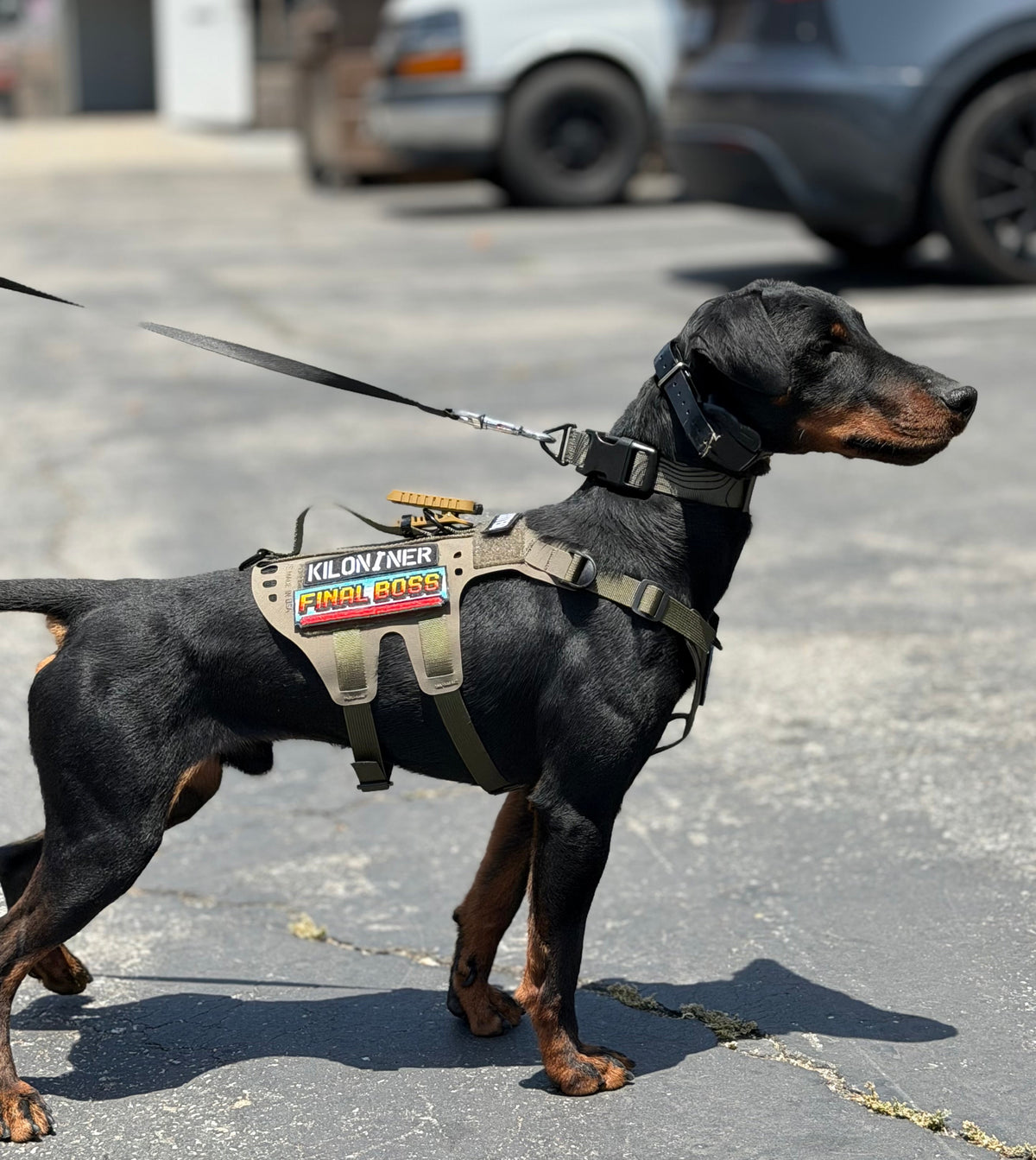 K9R - D5 Dachsund Specific MOLLE Light Harness