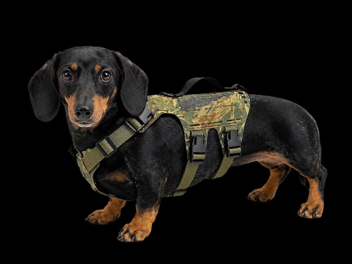 K9R - D5 Dachsund Specific MOLLE Light Harness