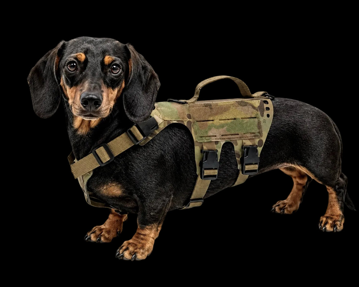 K9R - D5 Dachsund Specific MOLLE Light Harness
