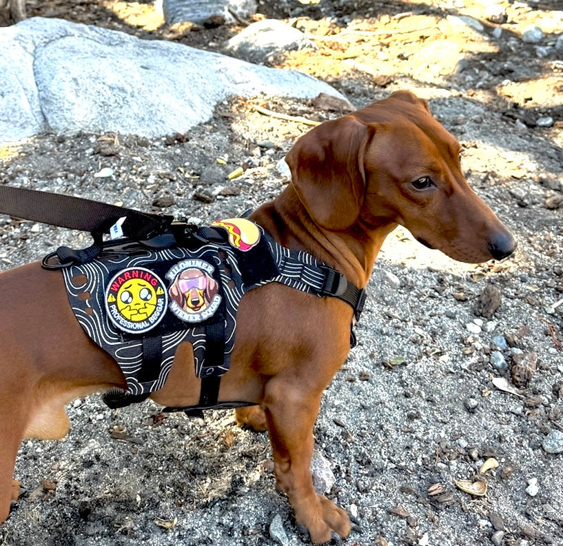 K9R - D5 Dachsund Specific MOLLE Light Harness