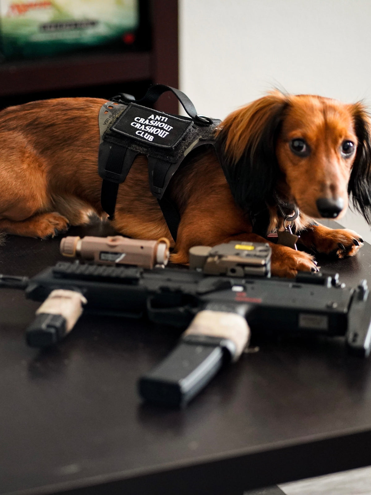 K9R - D5 Dachsund Specific MOLLE Light Harness