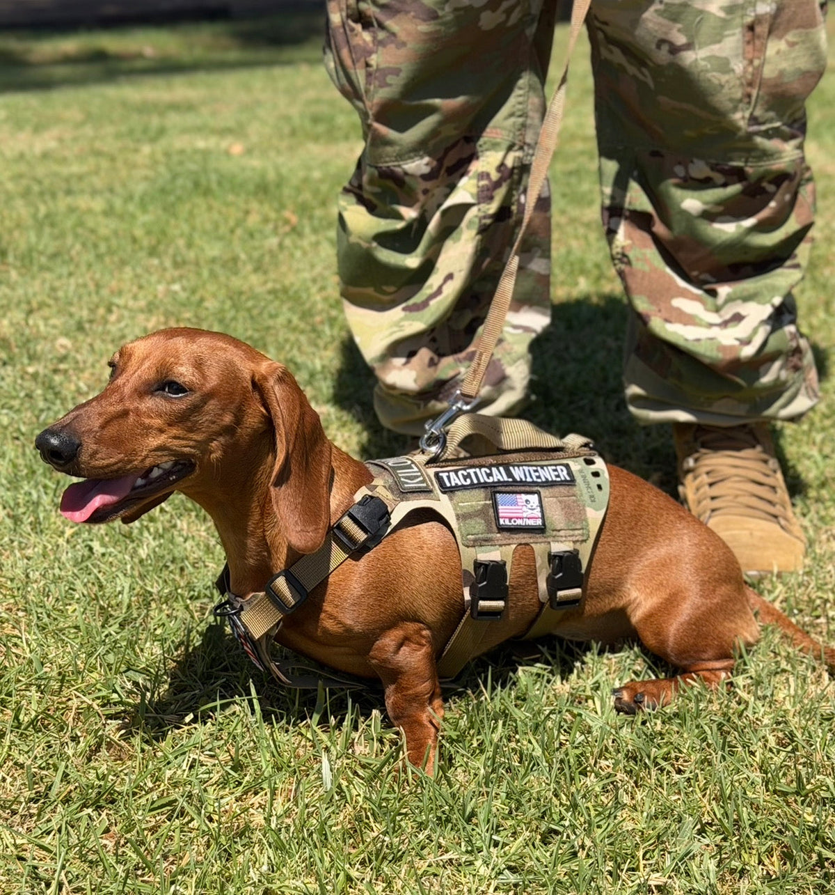 K9R - D5 Dachsund Specific MOLLE Light Harness