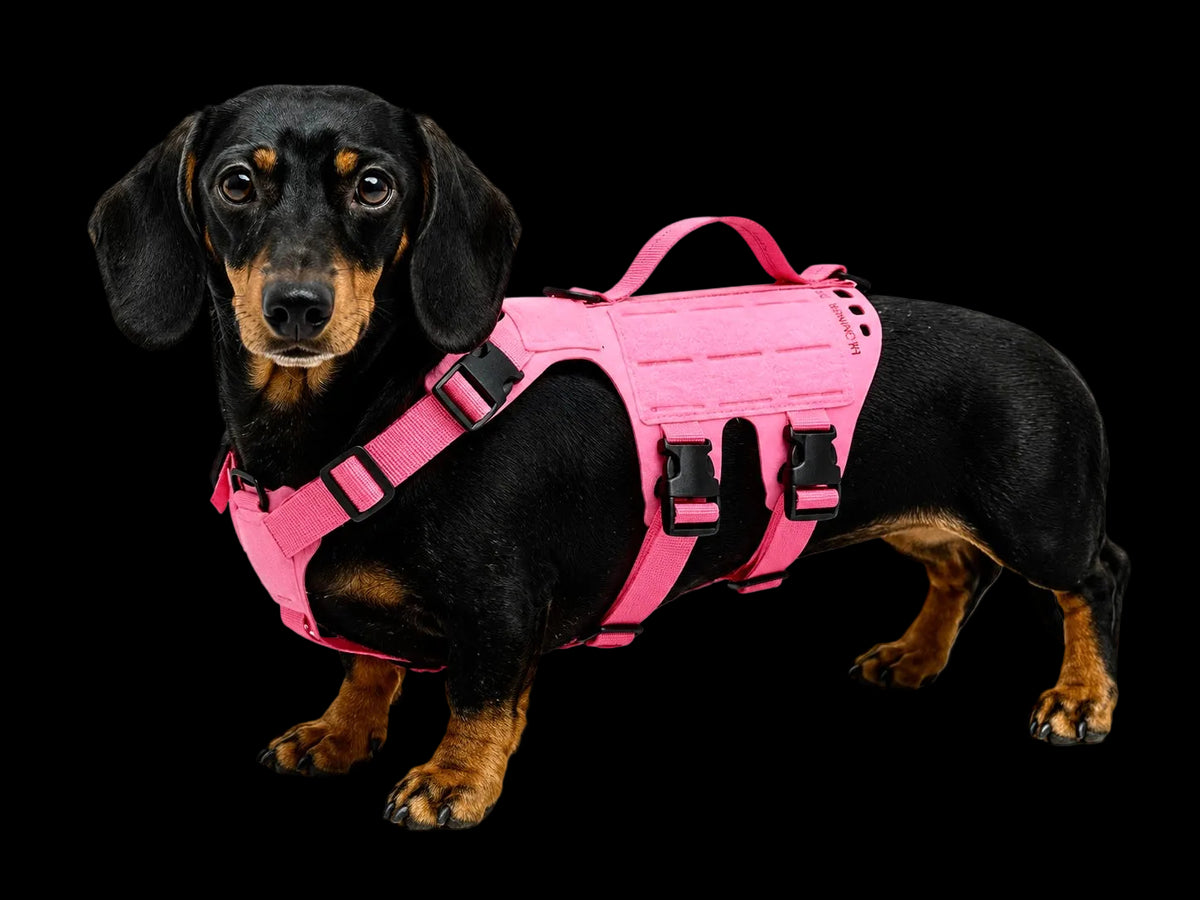K9R - D5 Dachsund Specific MOLLE Light Harness