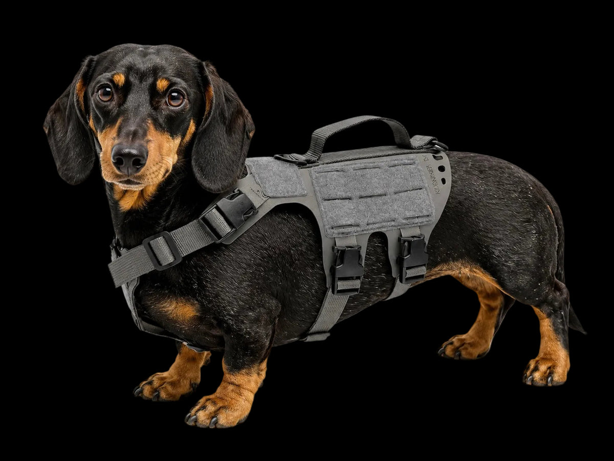 K9R - D5 Dachsund Specific MOLLE Light Harness