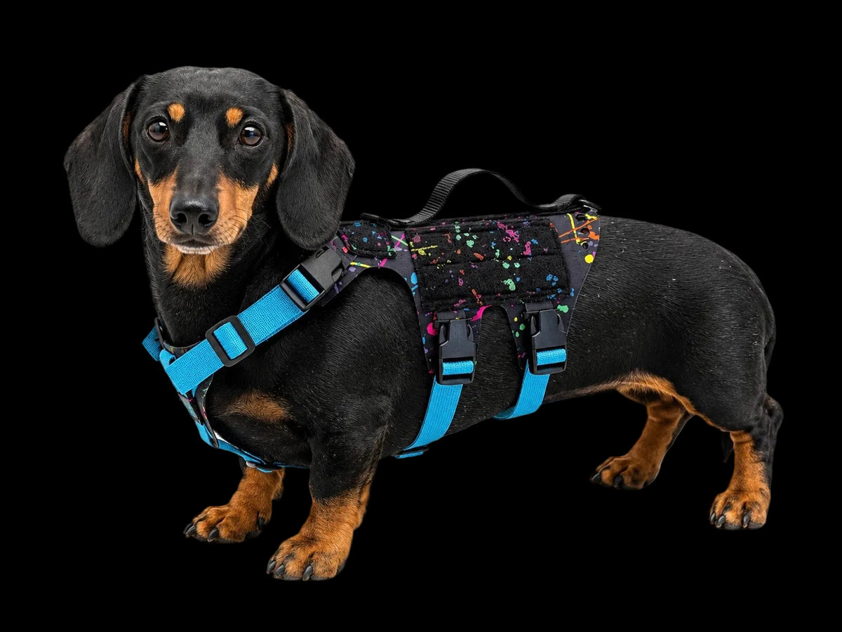 K9R - D5 Dachsund Specific MOLLE Light Harness