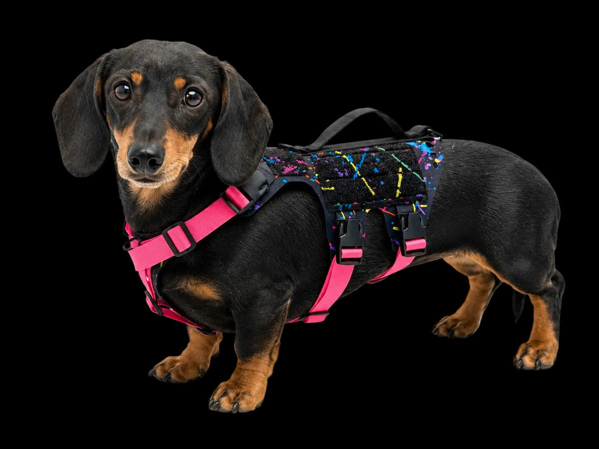 K9R - D5 Dachsund Specific MOLLE Light Harness