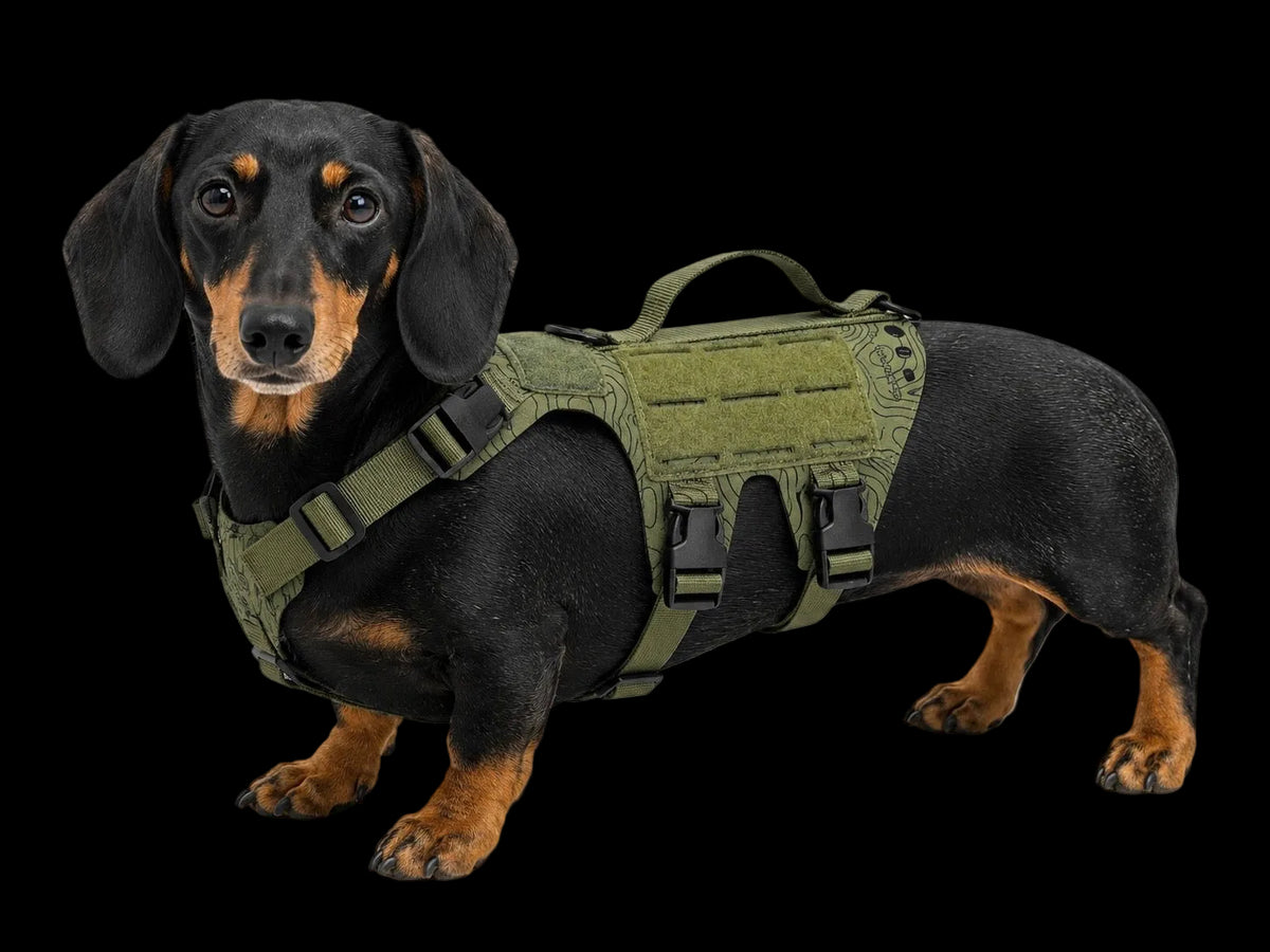 K9R - D5 Dachsund Specific MOLLE Light Harness