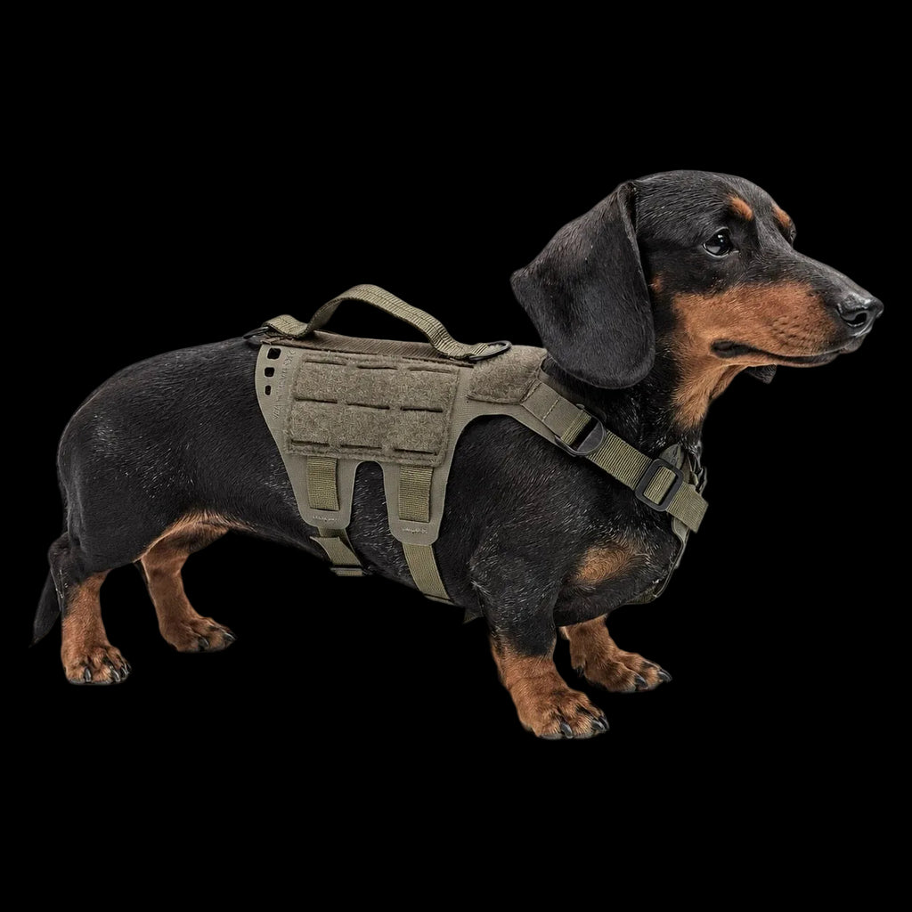 K9R - D5 Dachsund Specific MOLLE Light Harness