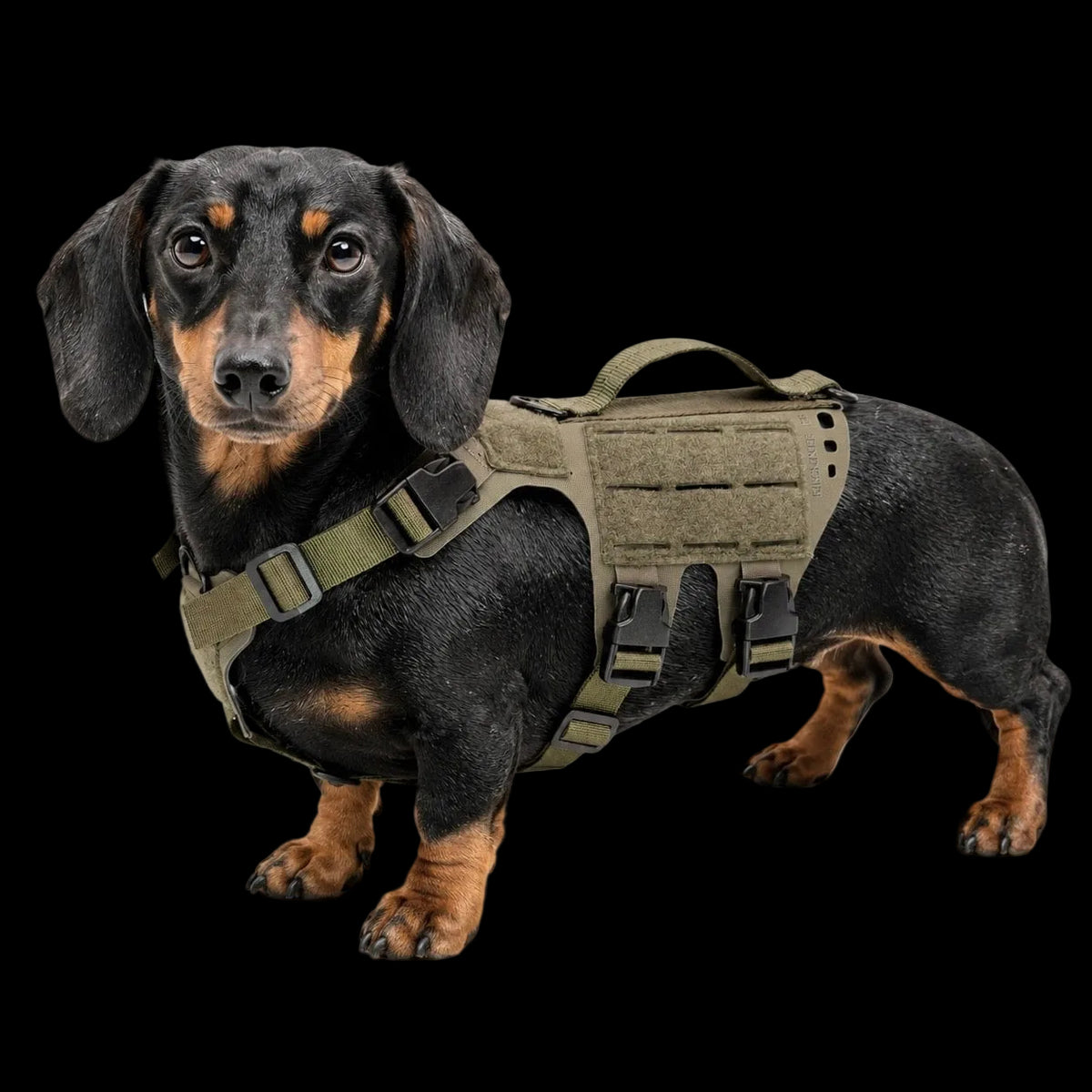 K9R - D5 Dachsund Specific MOLLE Light Harness