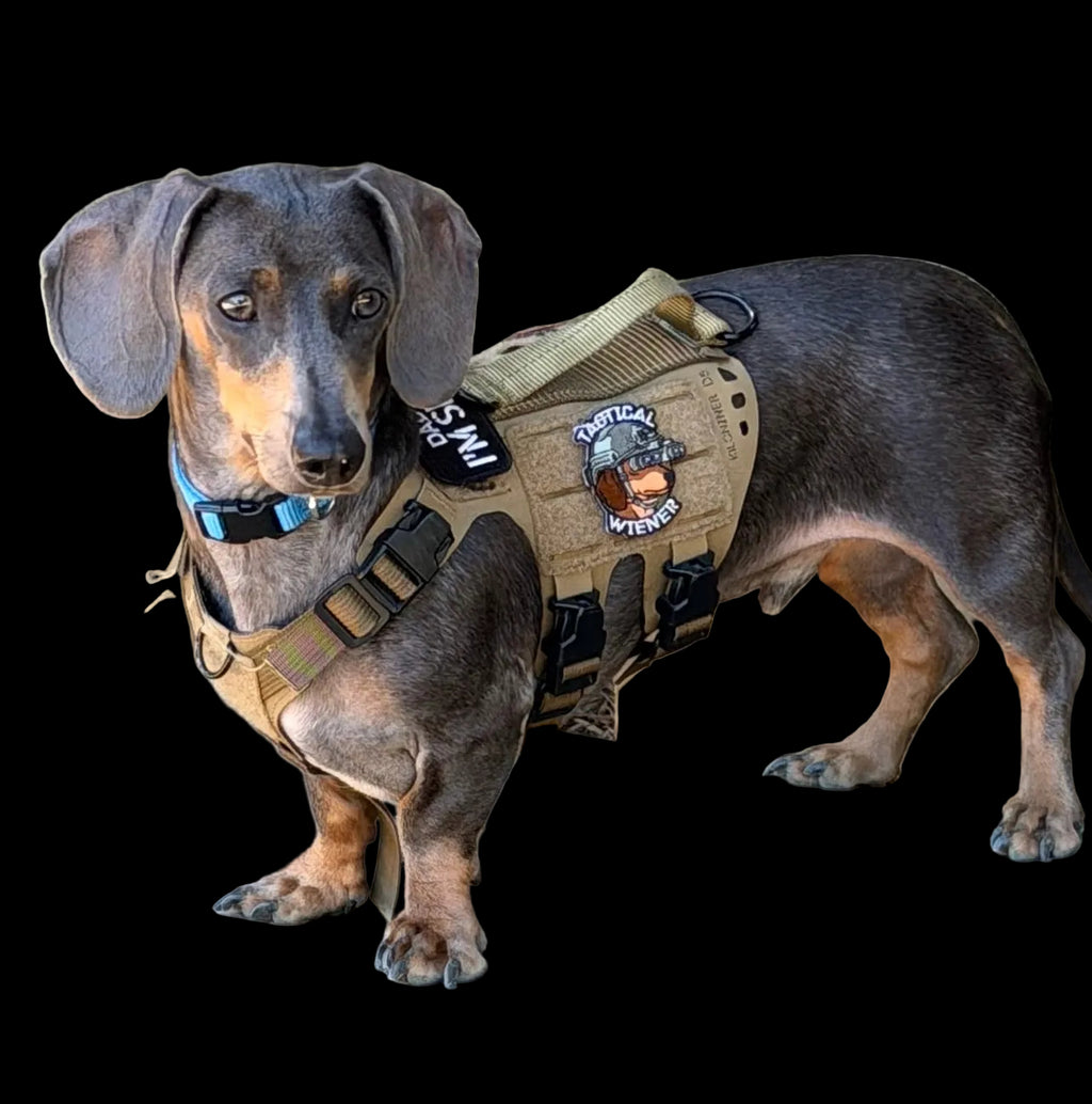 K9R - D5 Dachsund Specific MOLLE Light Harness