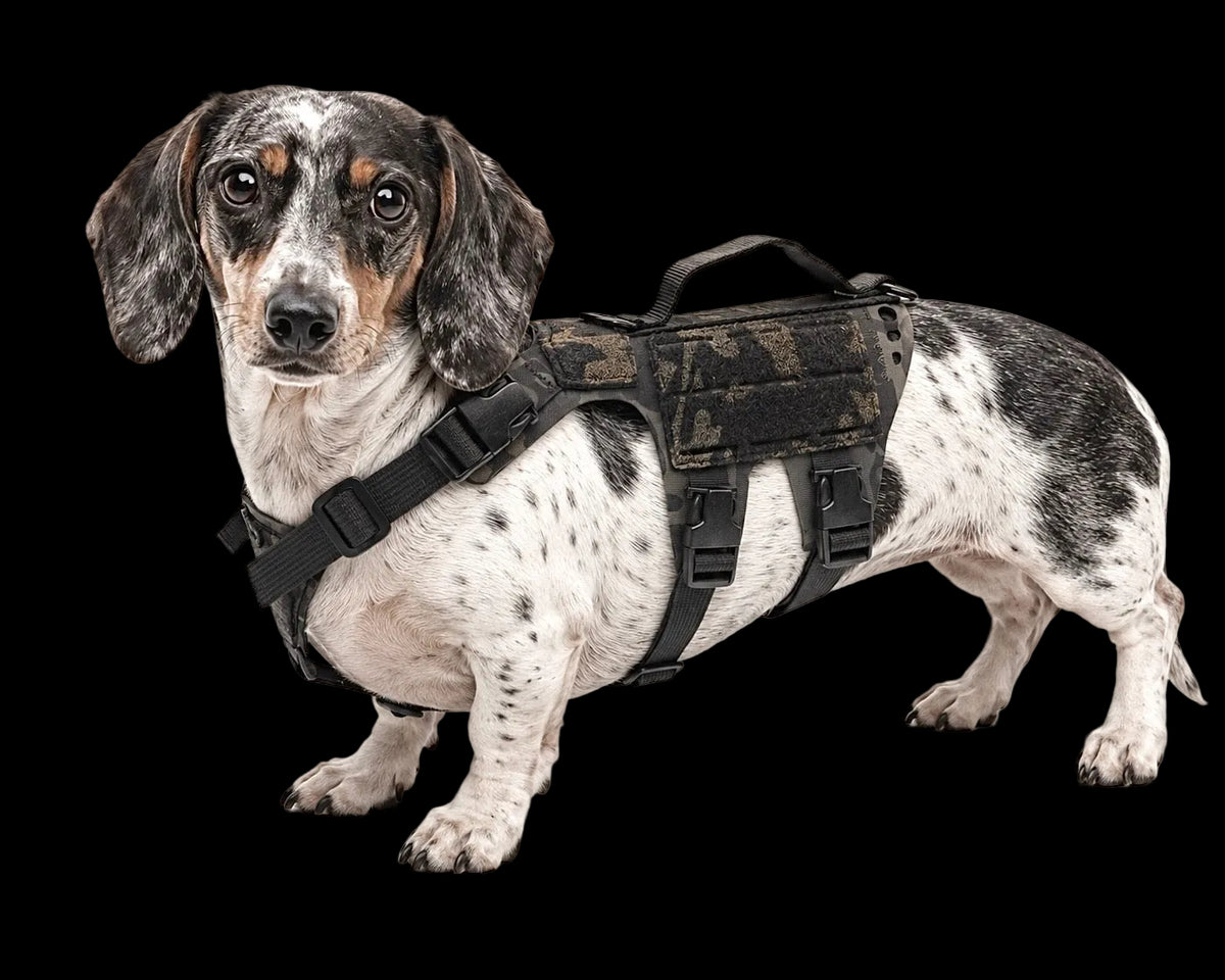 K9R - D5 Dachsund Specific MOLLE Light Harness