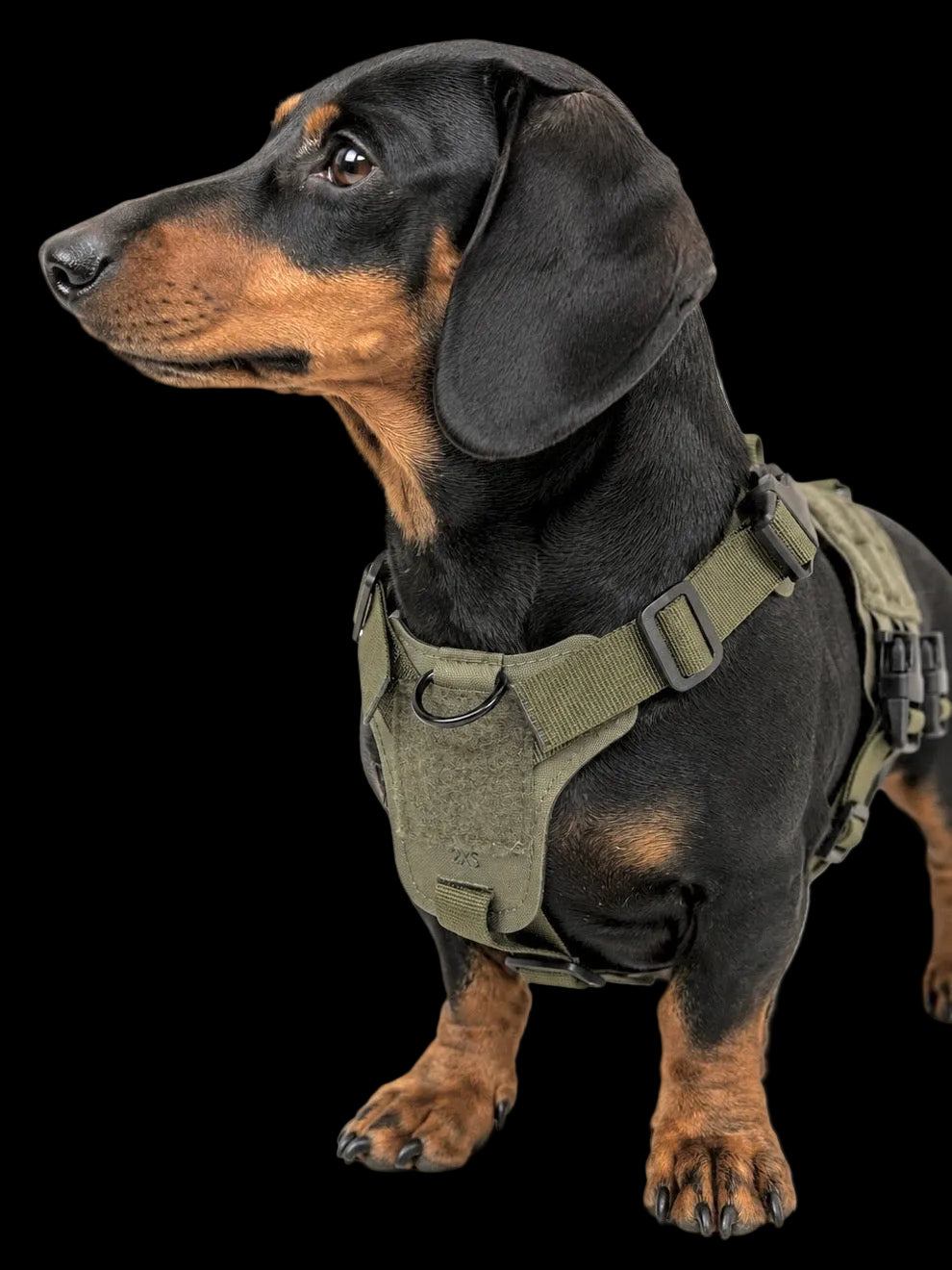 K9R - D5 Dachsund Specific MOLLE Light Harness