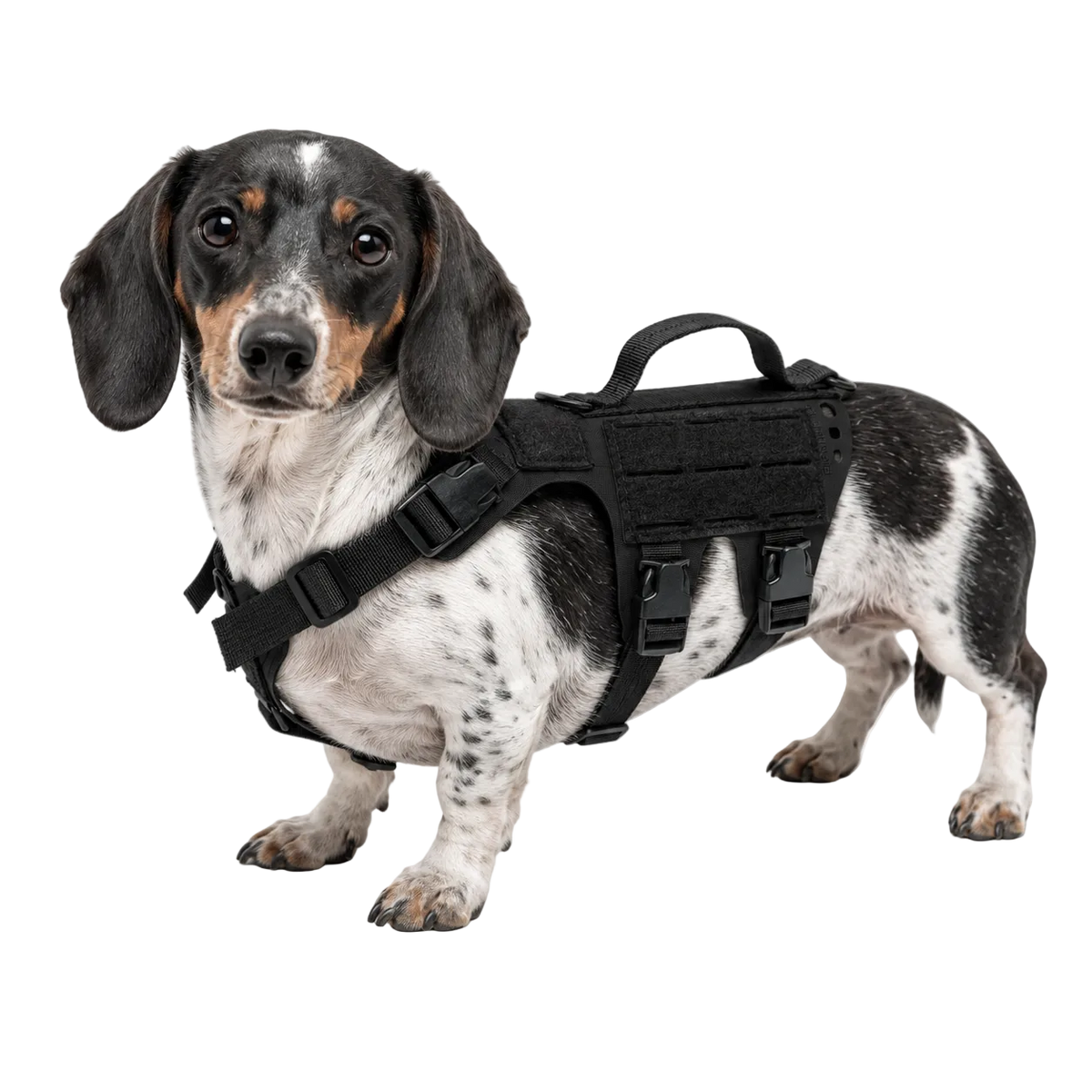 K9R - D5 Dachsund Specific MOLLE Light Harness