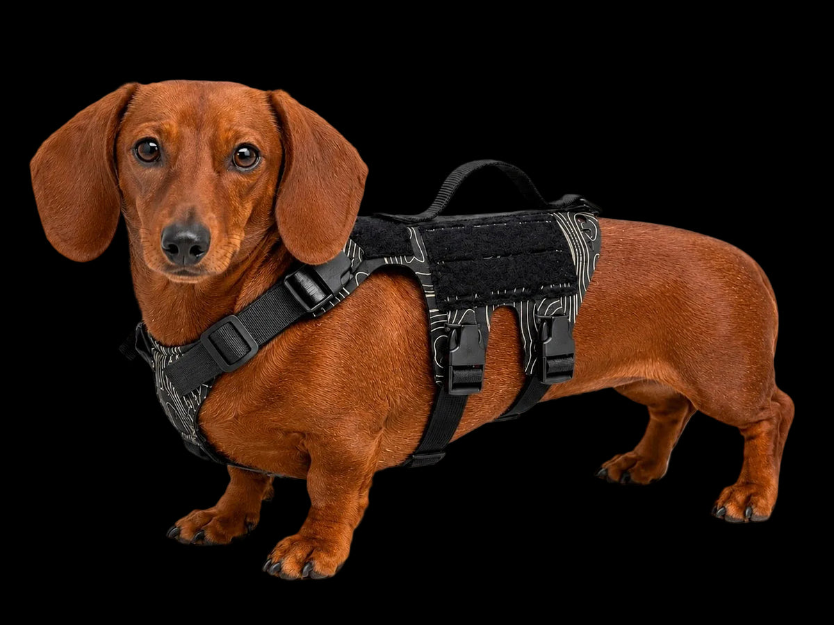 K9R - D5 Dachsund Specific MOLLE Light Harness