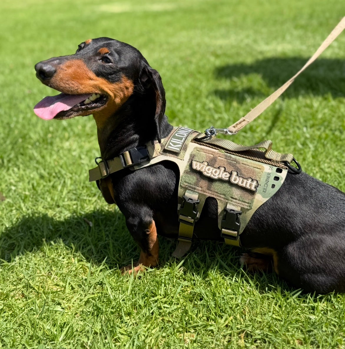 K9R - D5 Dachsund Specific MOLLE Light Harness