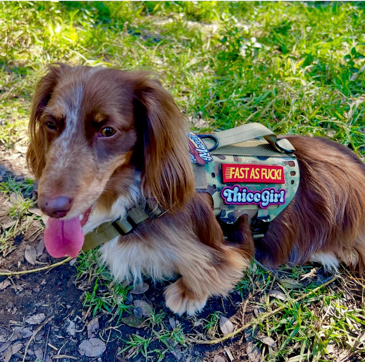 K9R - D5 Dachsund Specific MOLLE Light Harness