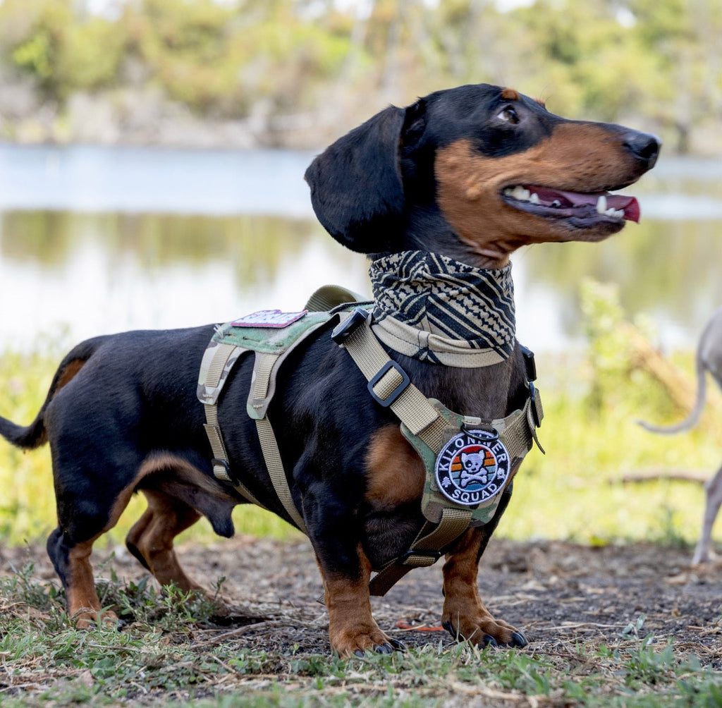K9R - D5 Dachsund Specific MOLLE Light Harness
