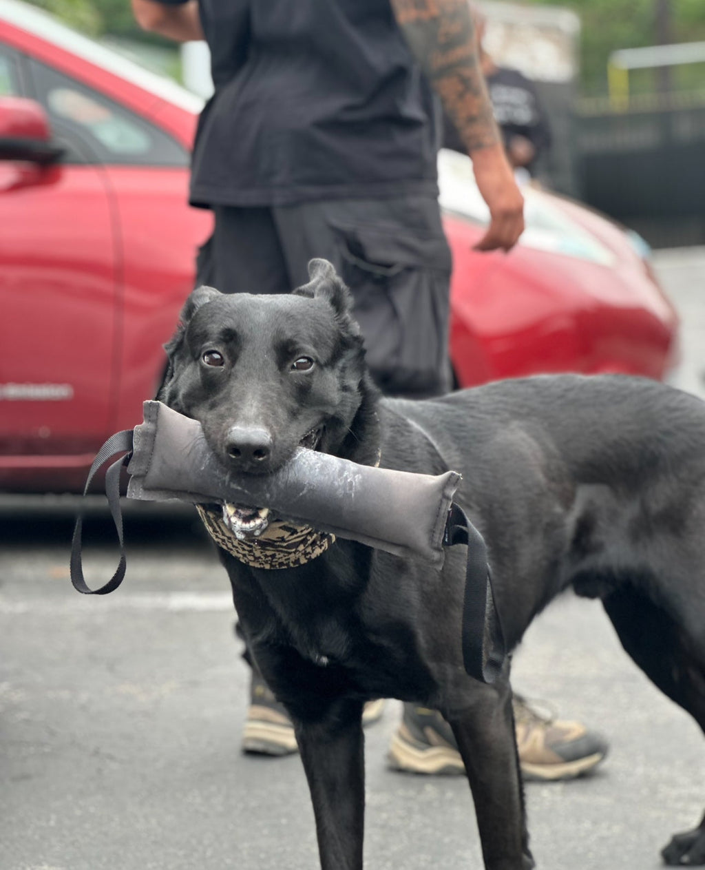 TUG-N-TRAIN Tug Toy